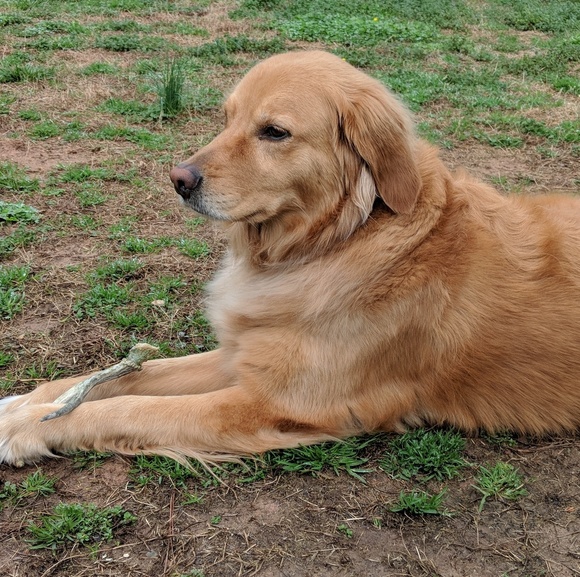 Meet your Posher, Kala - Picture 2 of 7